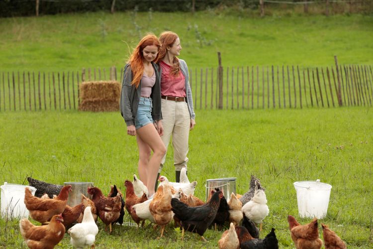 Funny Birds - Das Gelbe vom Ei