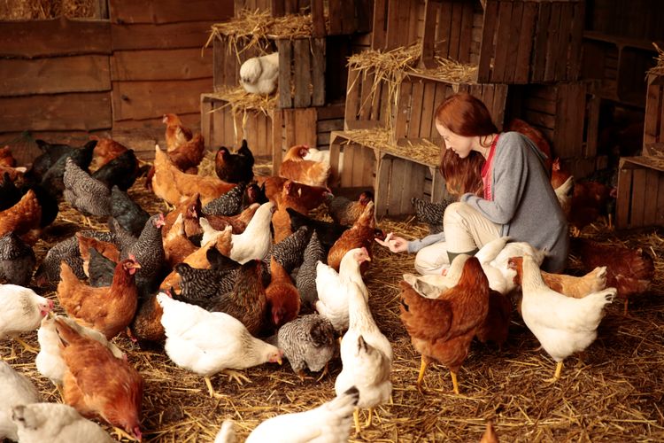 Funny Birds - Das Gelbe vom Ei