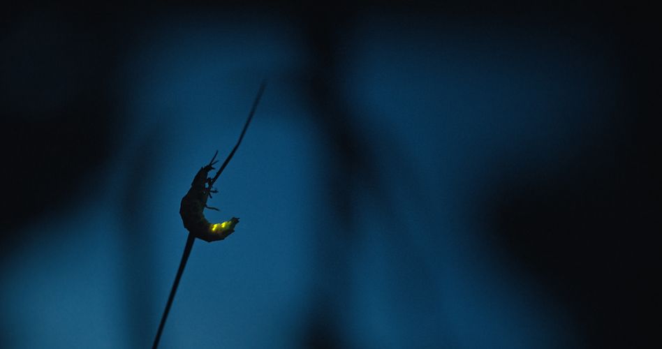 INSEKTEN – Helden im Verborgenen