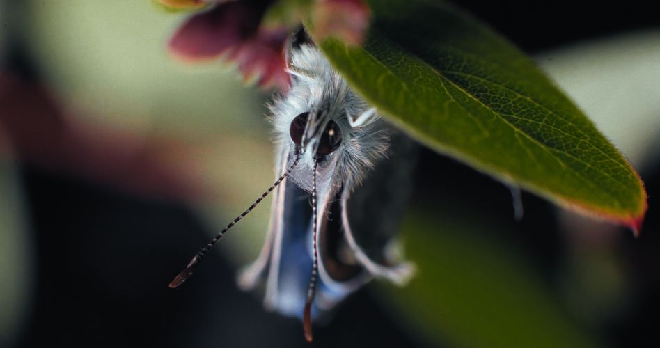 INSEKTEN – Helden im Verborgenen