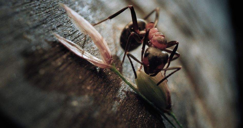 INSEKTEN – Helden im Verborgenen