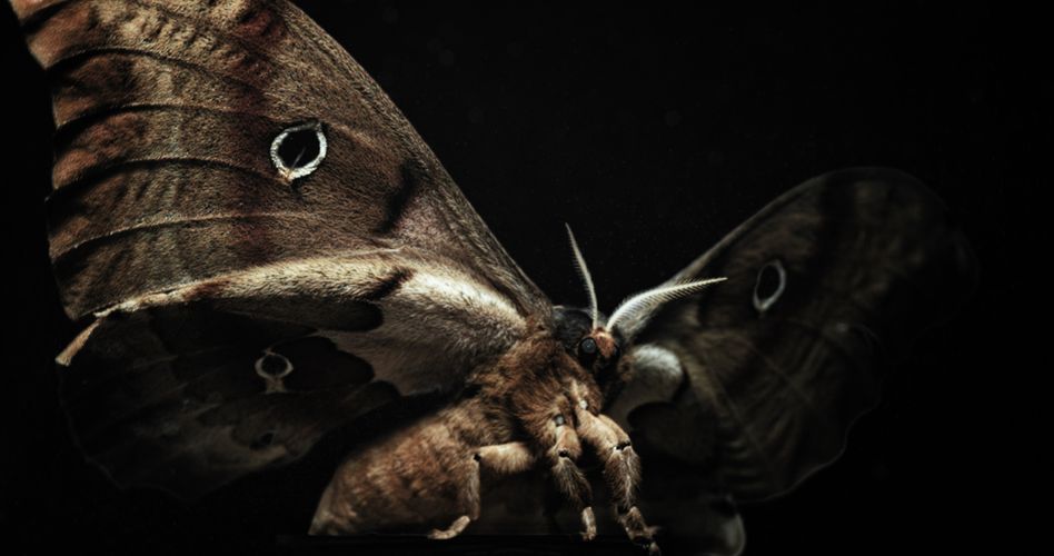 INSEKTEN – Helden im Verborgenen