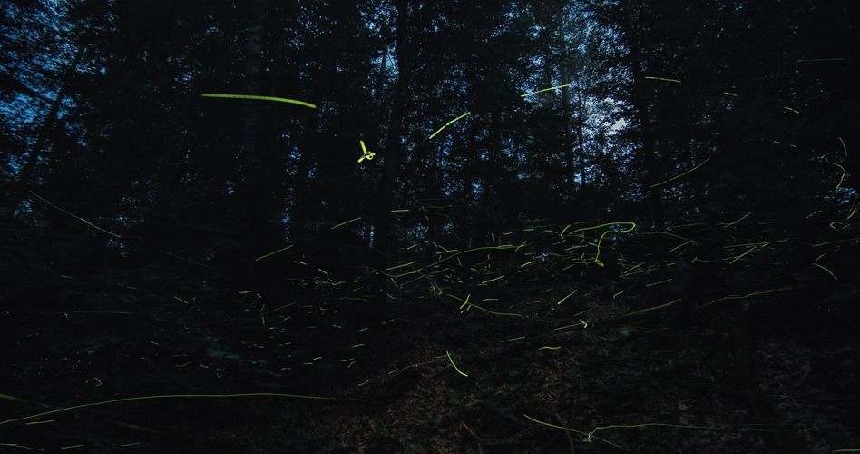 INSEKTEN – Helden im Verborgenen