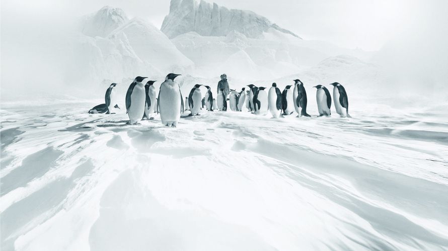 Rückkehr zum Land der Pinguine