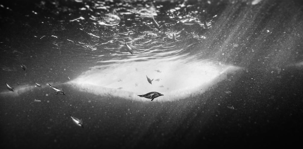 Rückkehr zum Land der Pinguine