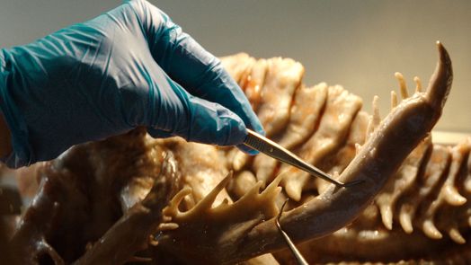 KRAKEN: Erwachen der Tiefe