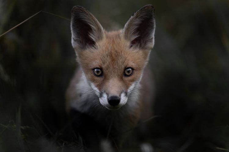 Das Flüstern der Wälder