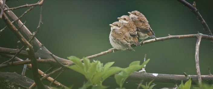 Das Flüstern der Wälder