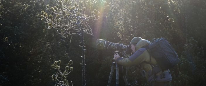 Das Flüstern der Wälder