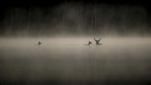 Das Flüstern der Wälder