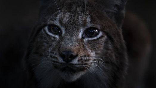 Das Flüstern der Wälder