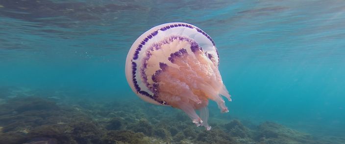 Elements Of(f) Balance