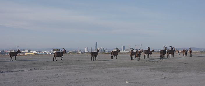 Elements Of(f) Balance