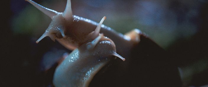 White Snail